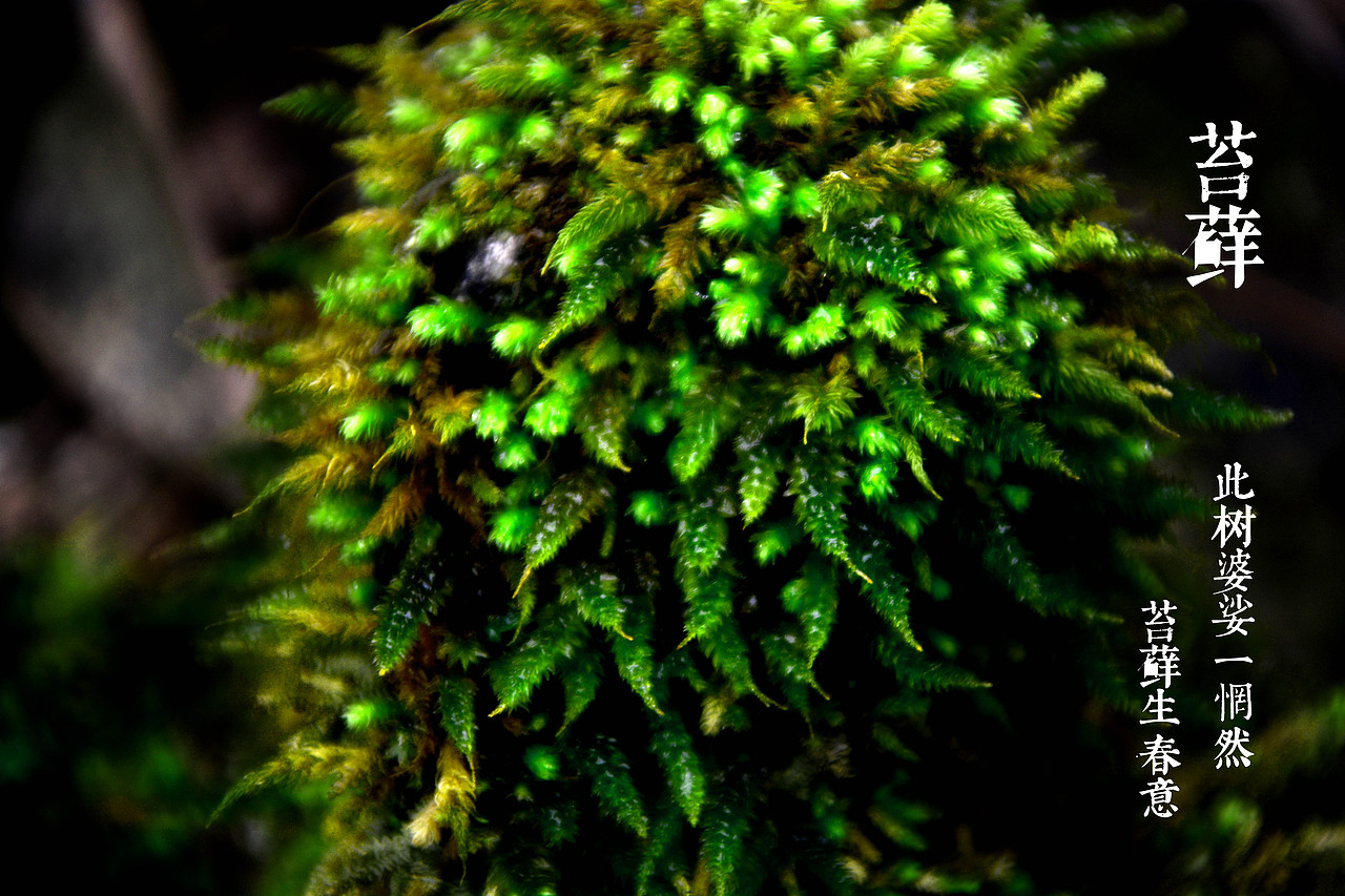 亲近自然——苔藓之美