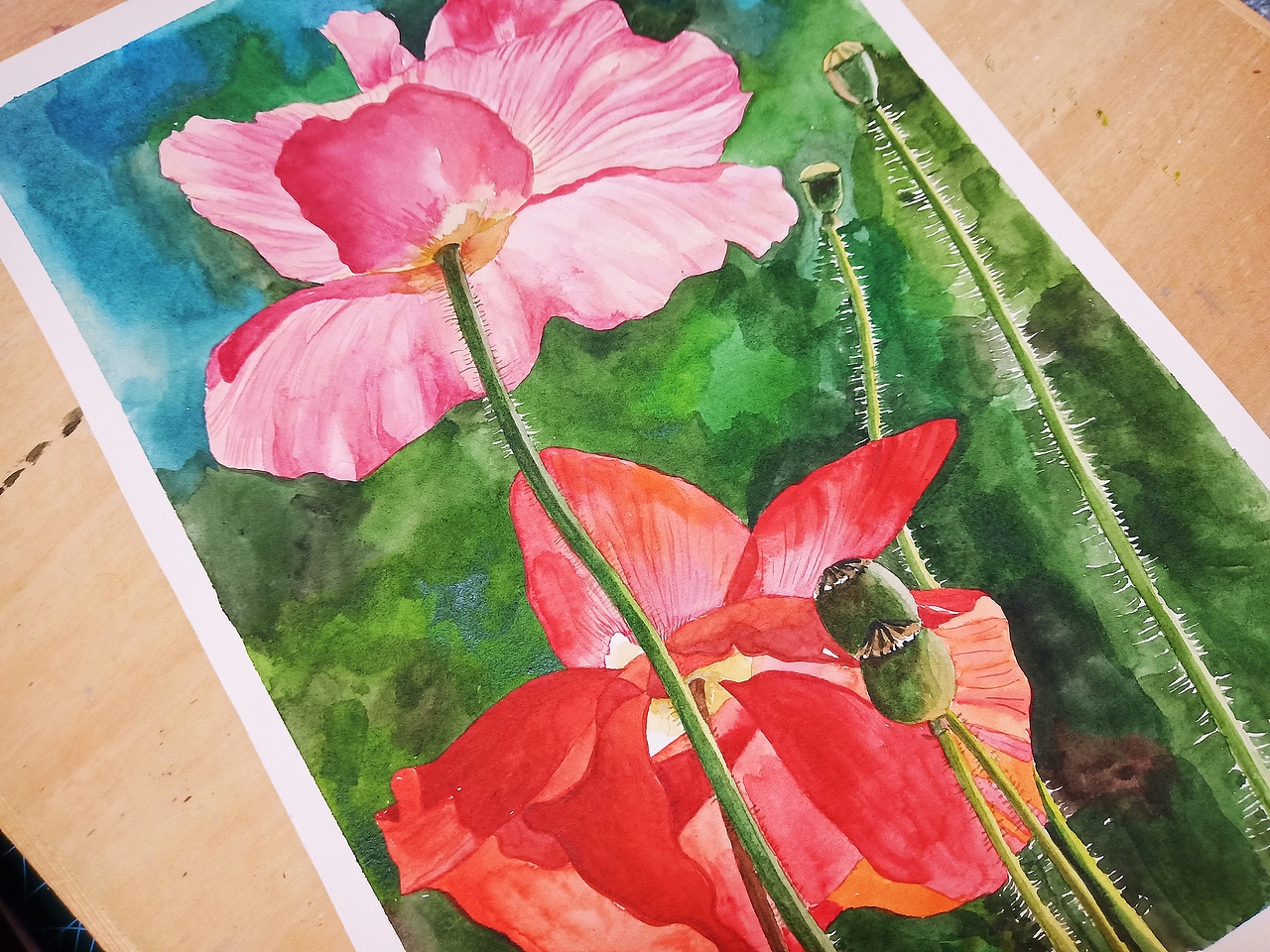 水彩花卉写生