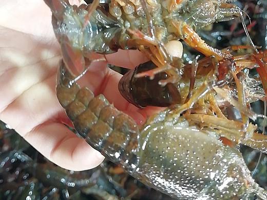 又到了吃小龙虾的季节了,湖北潜江小龙虾