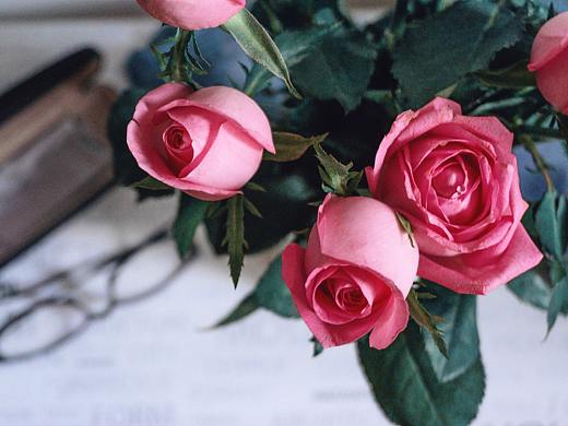 荆棘和玫瑰的故事