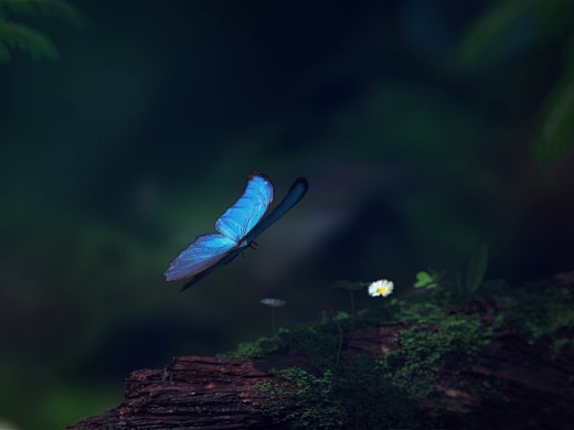 森林中的蝴蝶