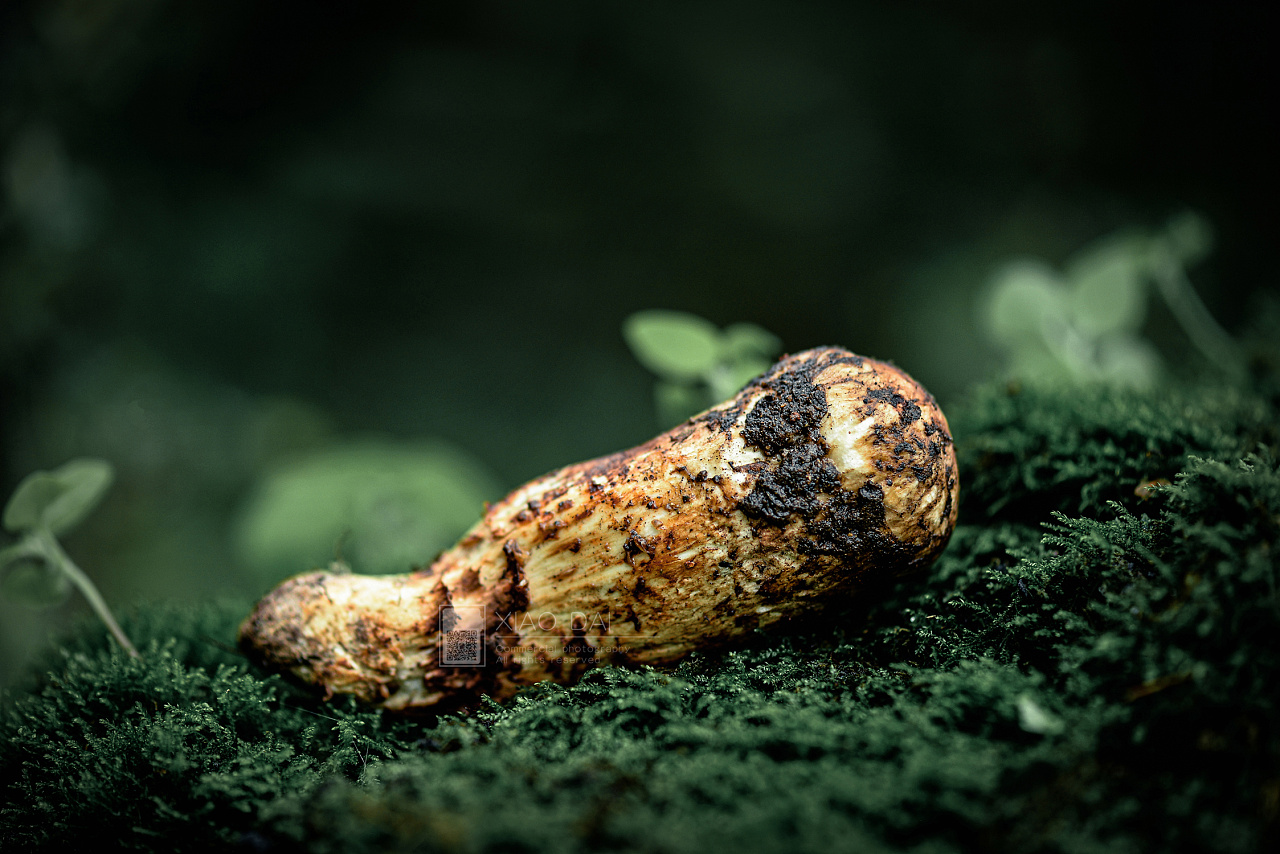 云南新鲜松茸牛肝菌鸡枞拍摄|摄影|产品摄影|摄影师戴淼单 - 原创作品