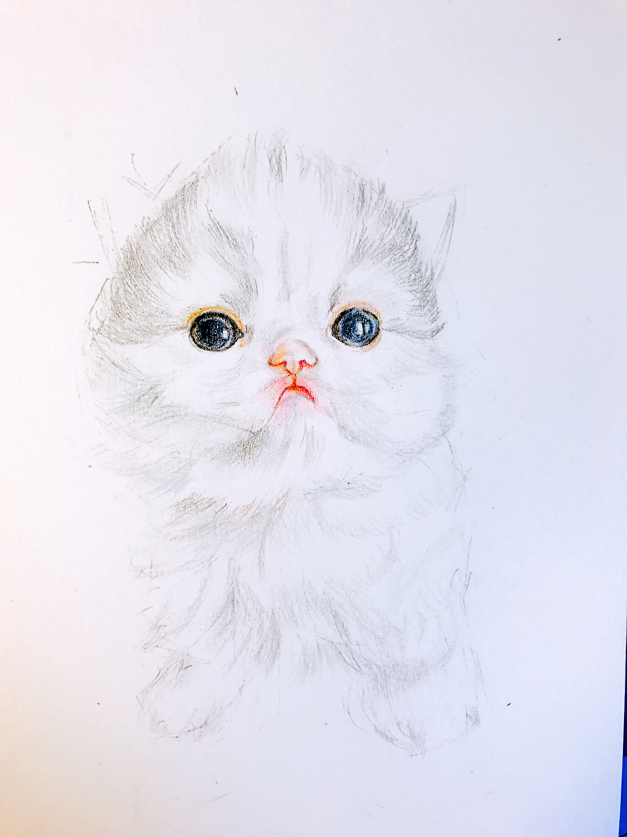 【彩铅萌宠】小奶喵