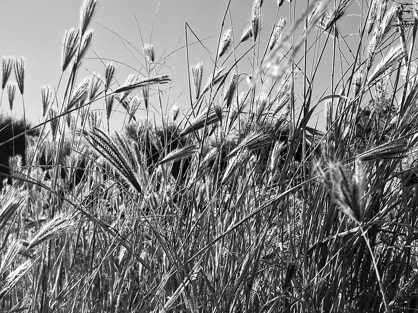 刘勇良黑白摄影:生命