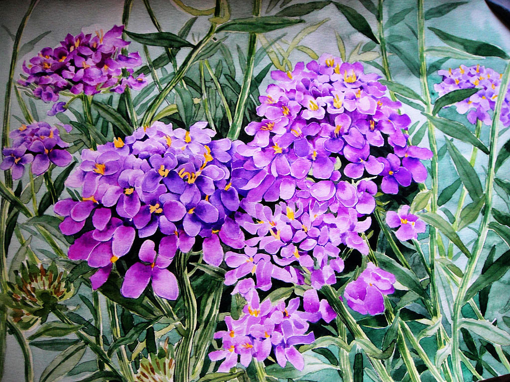 水彩花卉《八仙花》(只有一个步骤)