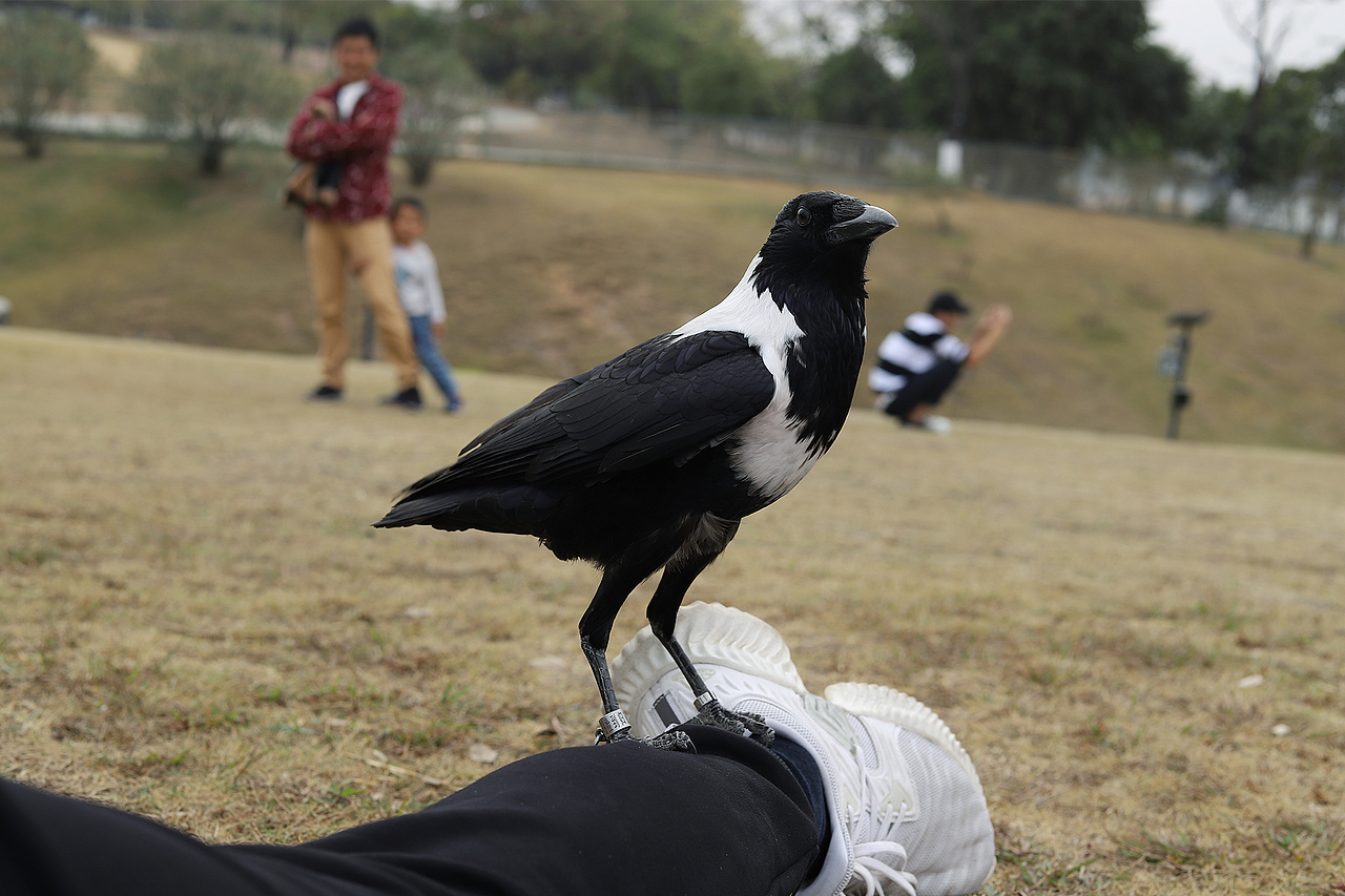 周末没事去白云湖玩下摄影