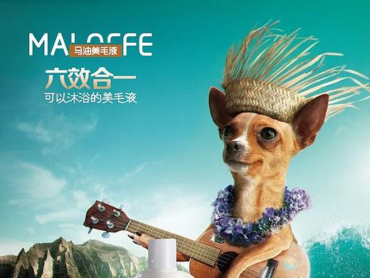 宠物营养品海报