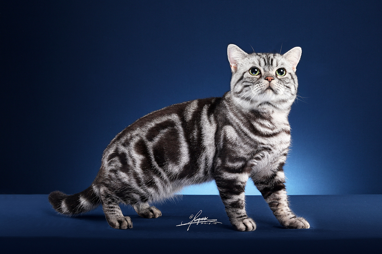 美国短尾猫照片-宠物猫图片-萌宠-趣宠 - 波波宠物领养网