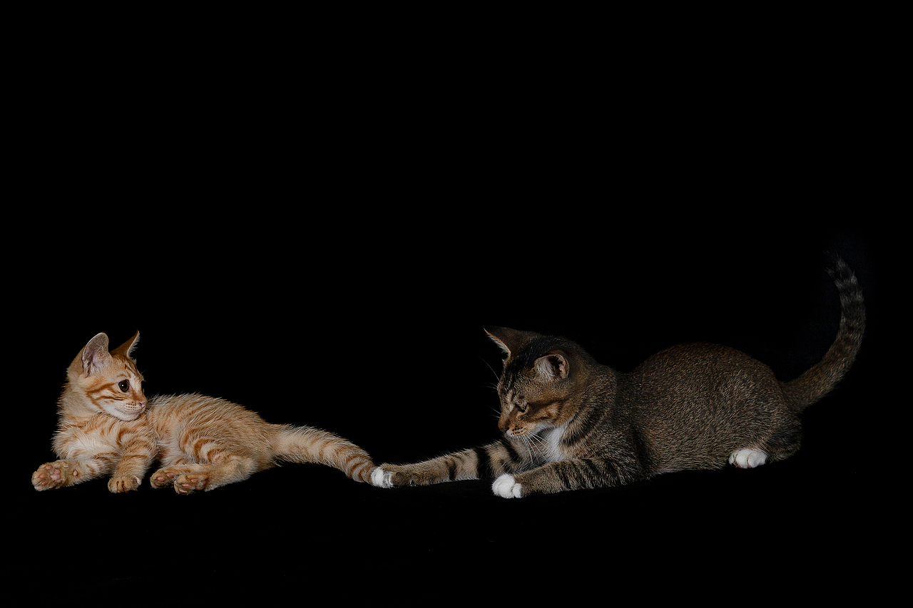 中华田园·橘猫 