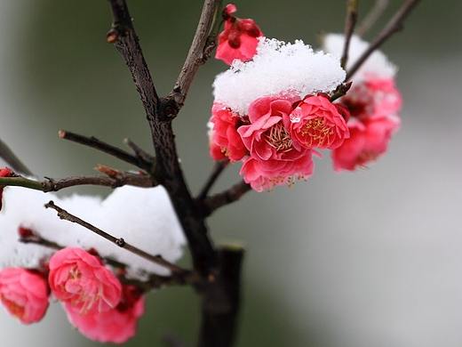 TREEING宸森 —— 花里胡哨之花儿的花样年华 ~~~~~~