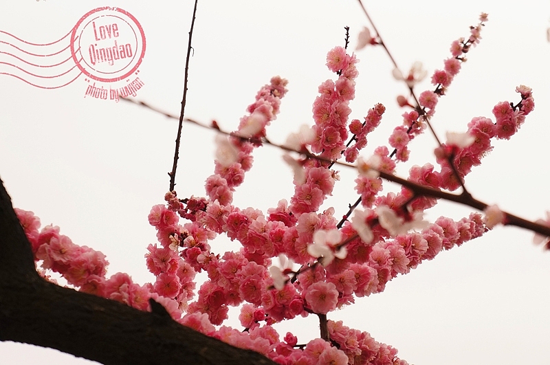 【wujian】倾国“青”城—Love QingDao