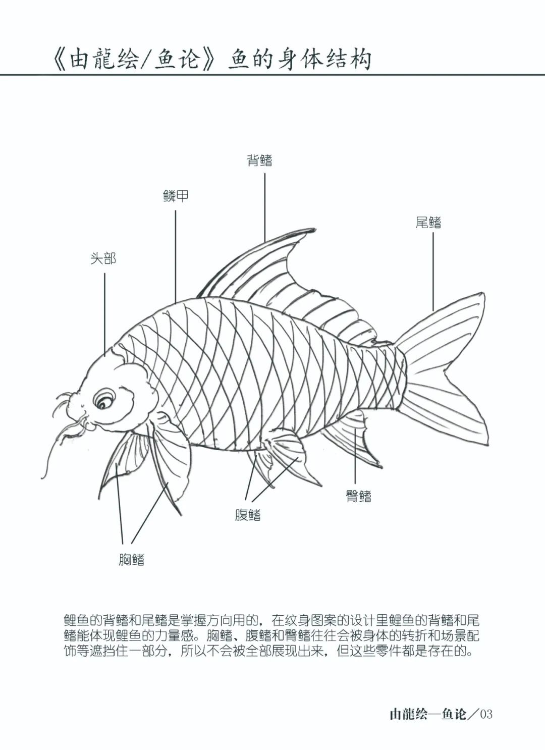 鱼的身体结构简笔画图片