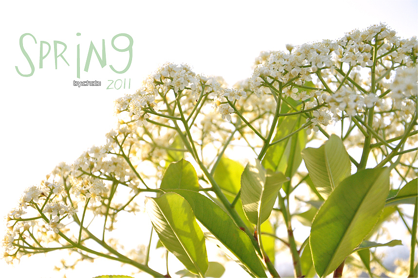 春天的随便乱照（图ZMjk5MjY0NA==） - 风光摄影 - 站酷设计师chobi原创素材 - 站酷ZCOOL