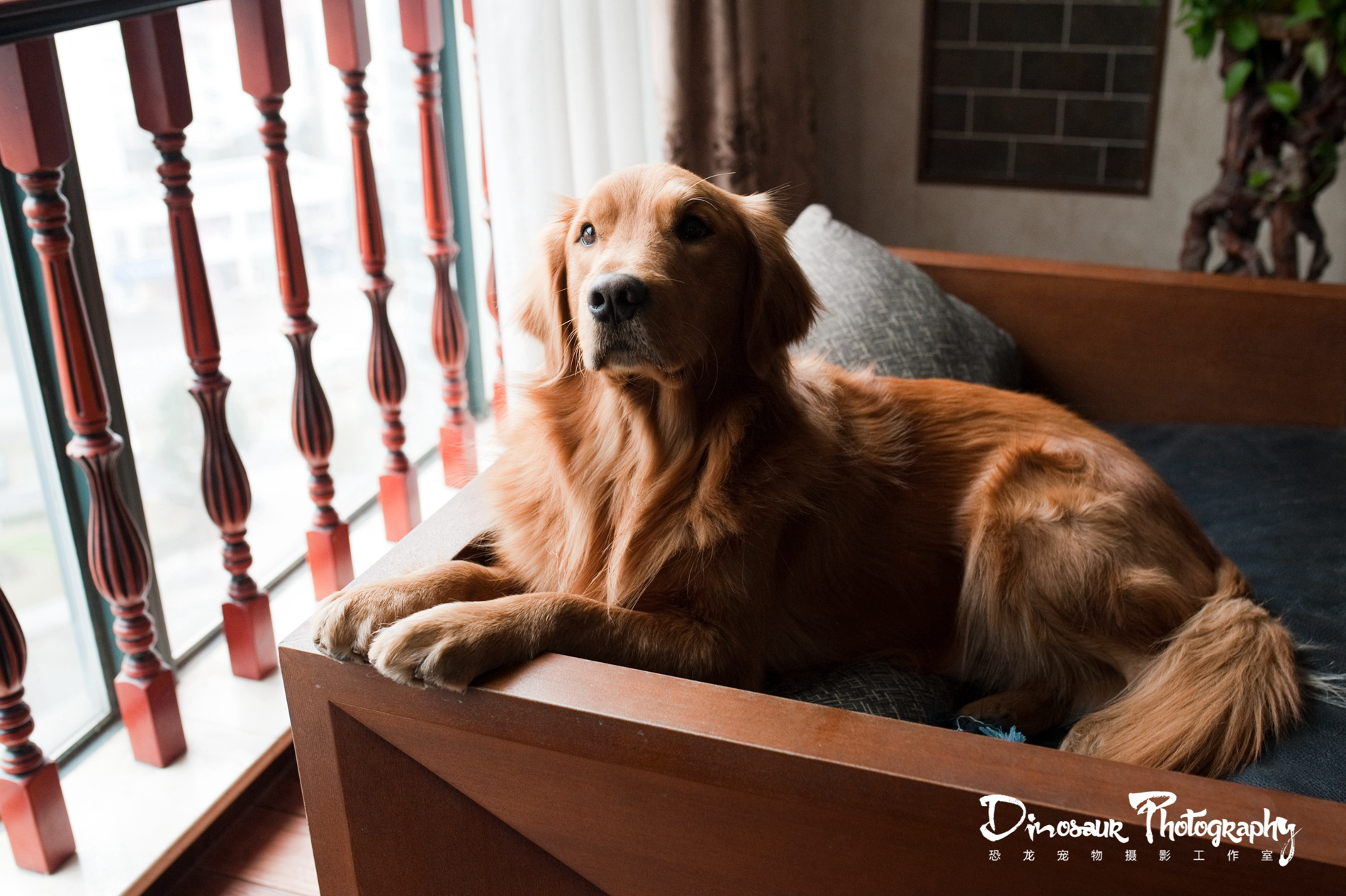 【恐龙】宠物摄影嘉兴站-金毛和比格的组合