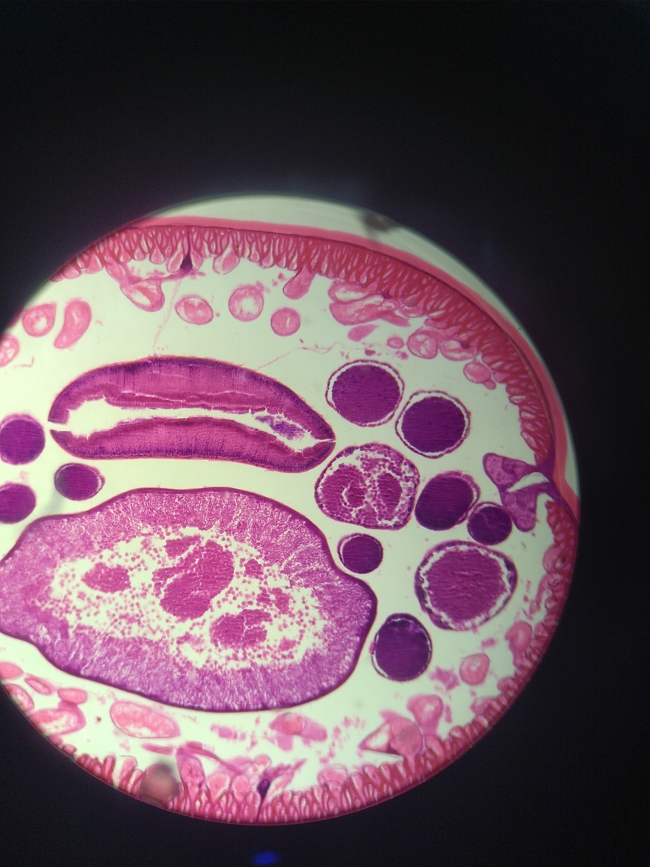 生物细胞观察（图ZMjQ0NDk0NzEy） - 风光摄影 - 站酷设计师SGEJWJ原创素材 - 站酷ZCOOL