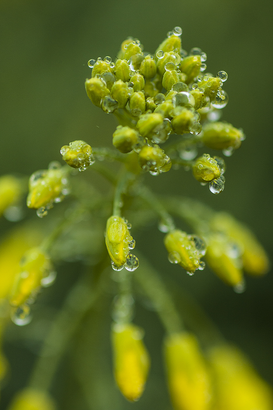 云南-罗平油菜花（图ZMTQxMzE3NjQ=） - 风光摄影 - 站酷设计师RyanShao原创素材 - 站酷ZCOOL