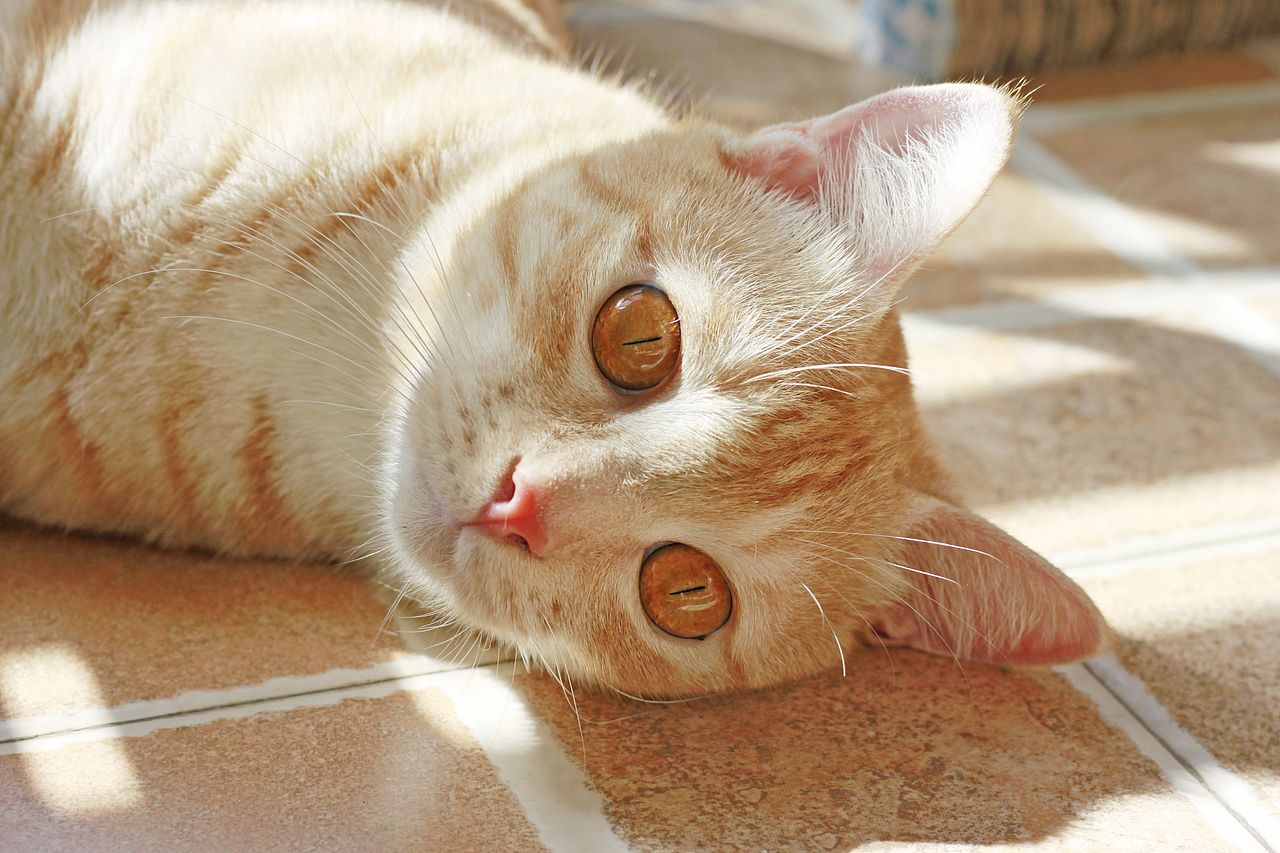 听说我要拍他,压箱底的动作都出来了,喵~