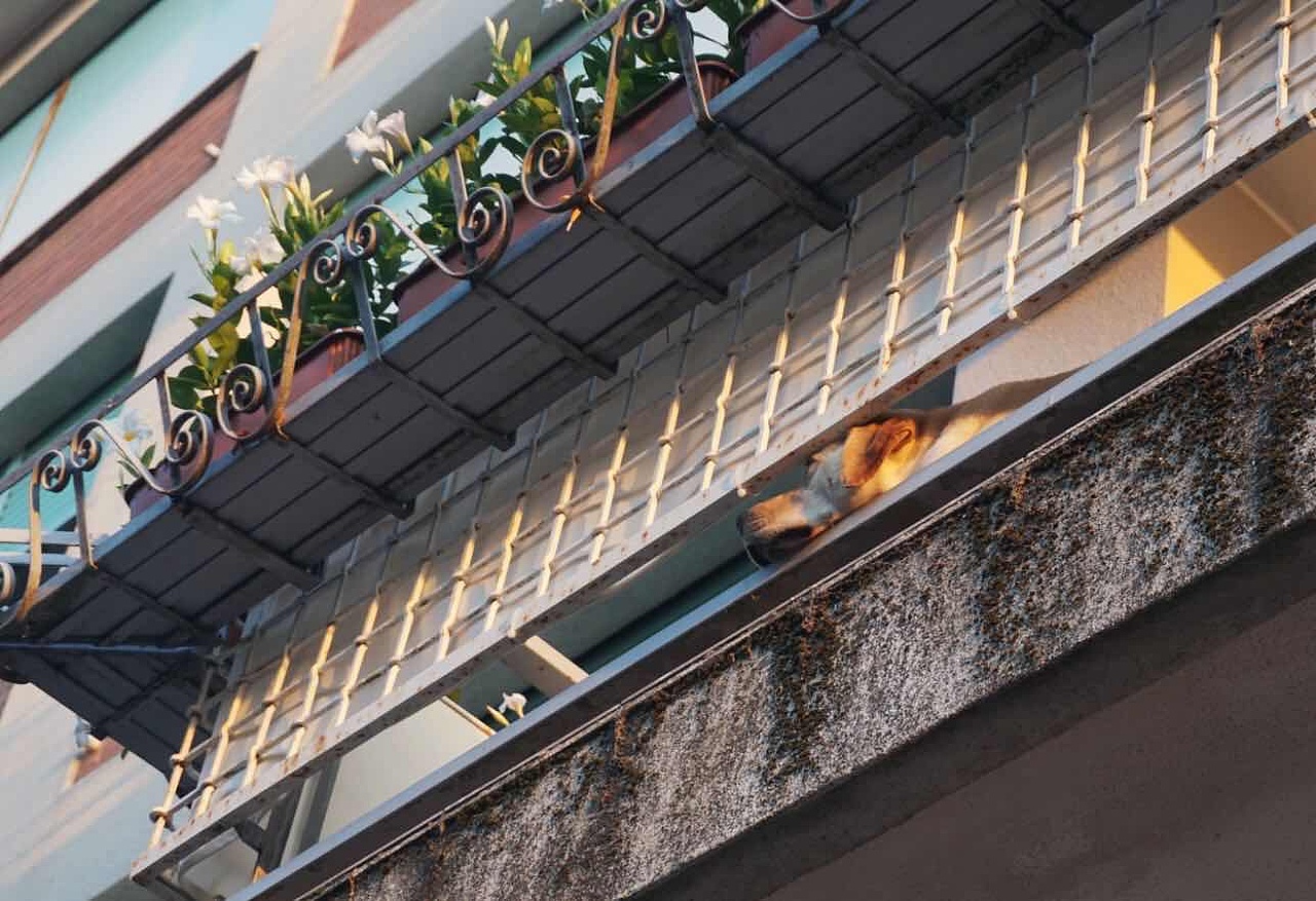 夏日的悠闲（图ZMjE0OTQ3MTcy） - 风光摄影 - 站酷设计师咖啡恨牛奶原创素材 - 站酷ZCOOL