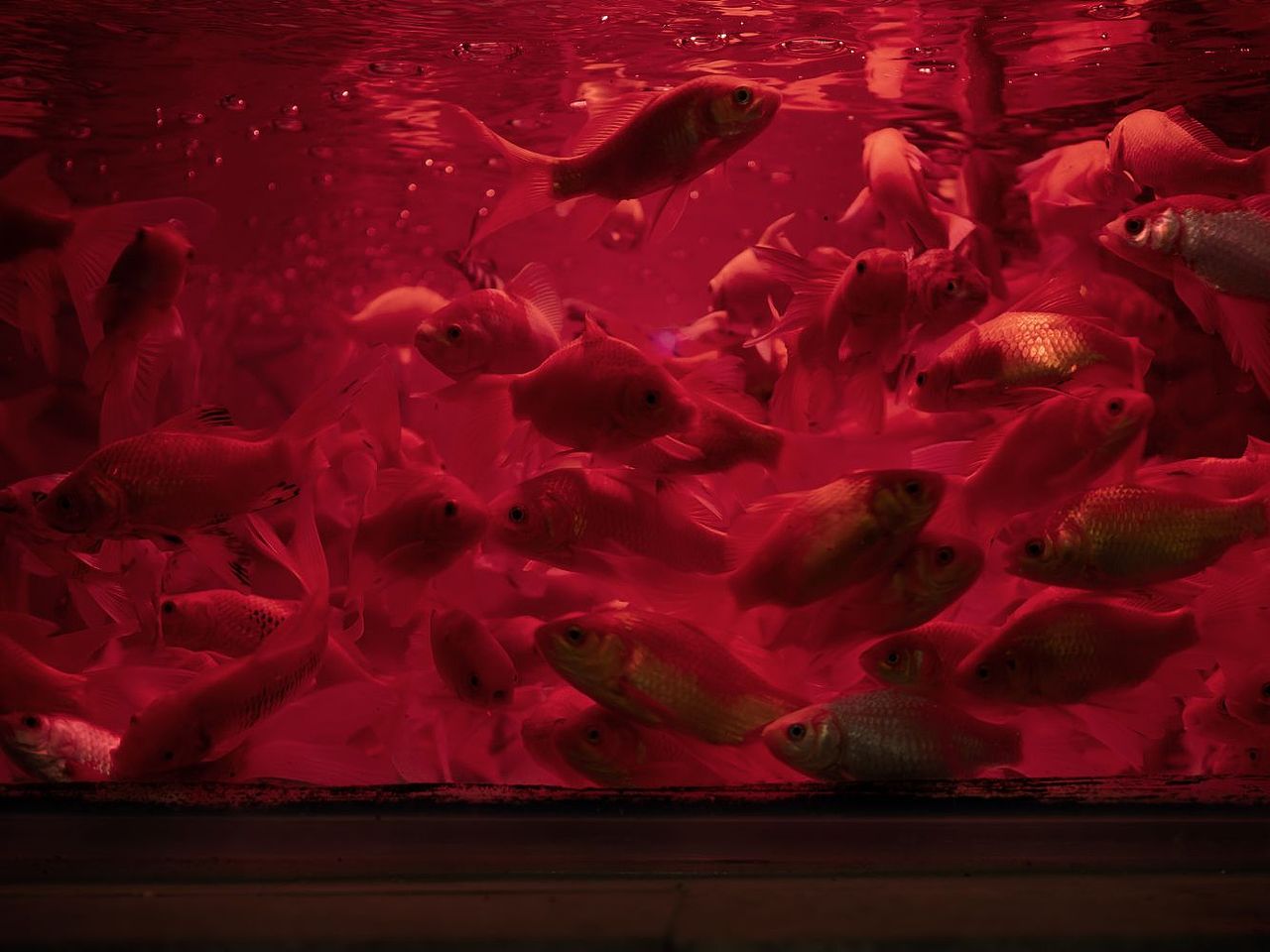 水族（圖ZMzM4MTA0NjIw） - 寵物攝影 - 站酷設(shè)計師大鵬映象原創(chuàng)素材 - 站酷ZCOOL