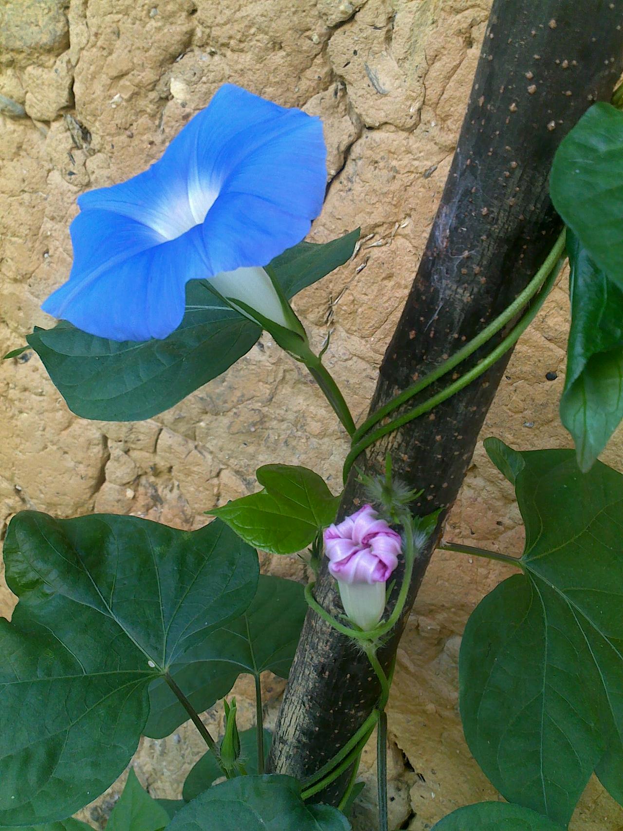 古墙外的牵牛花