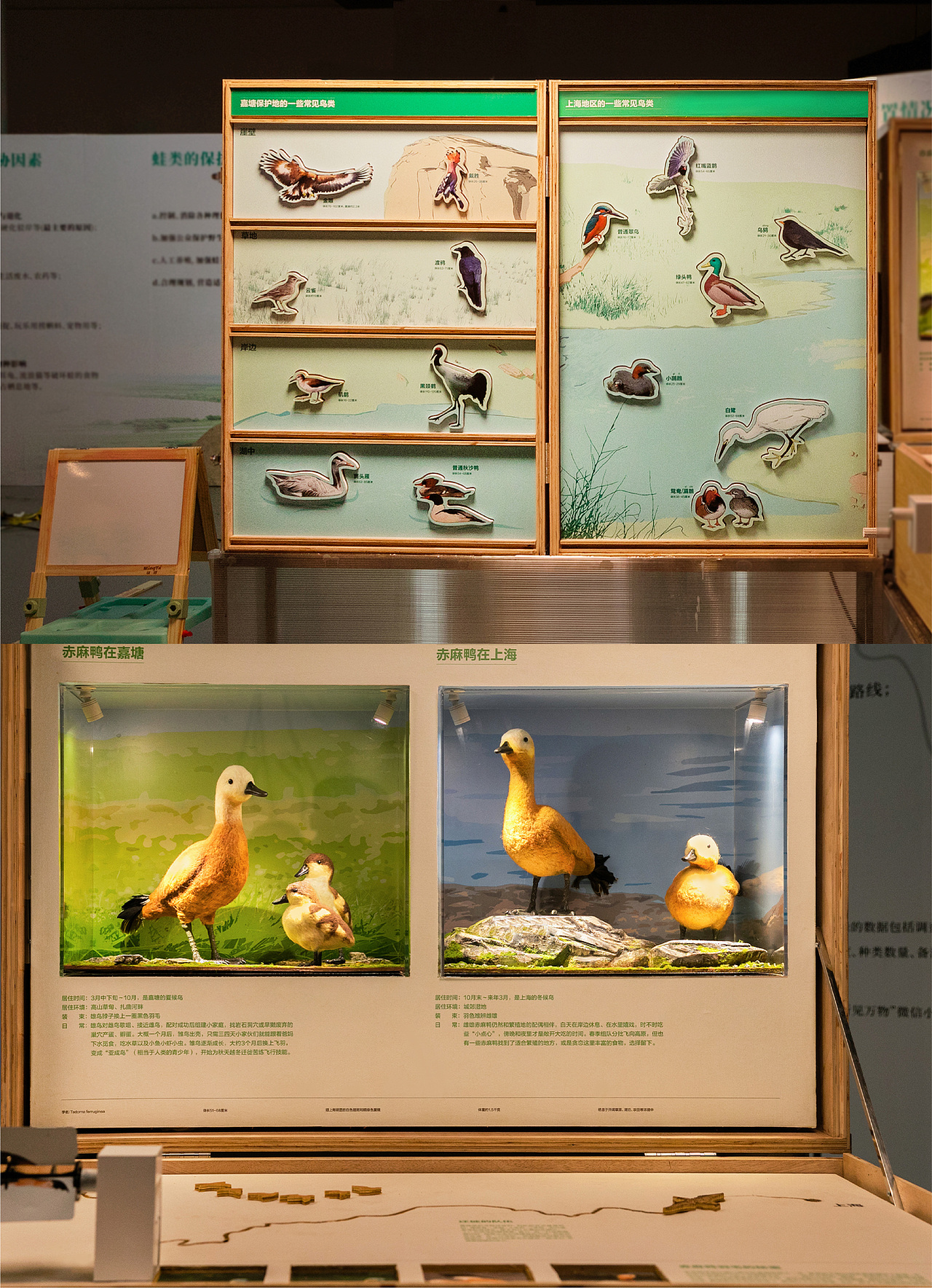 蚂蚁森林 移动的森林博物馆