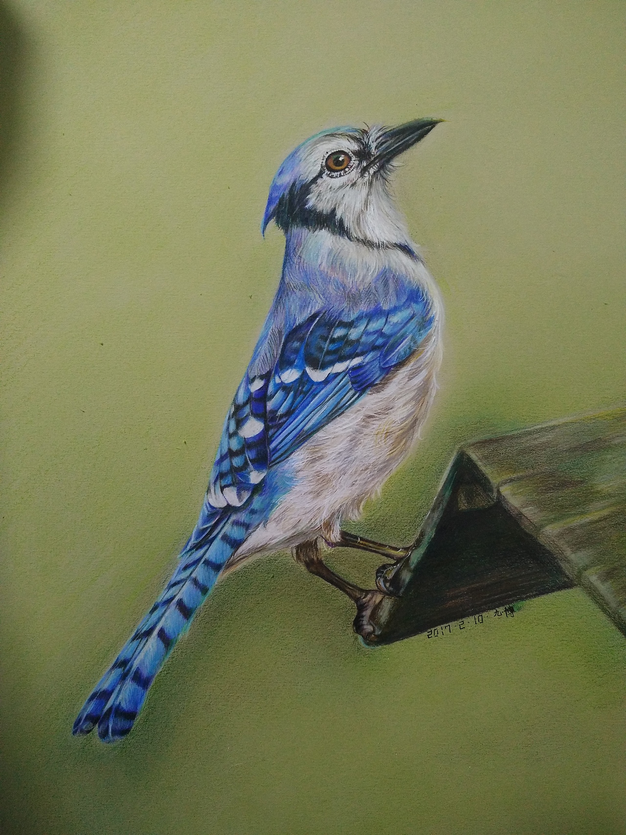 小鸟（图ZNzA4NTAwNTY=） - 绘画 - 站酷设计师夏目侑子原创素材 - 站酷ZCOOL