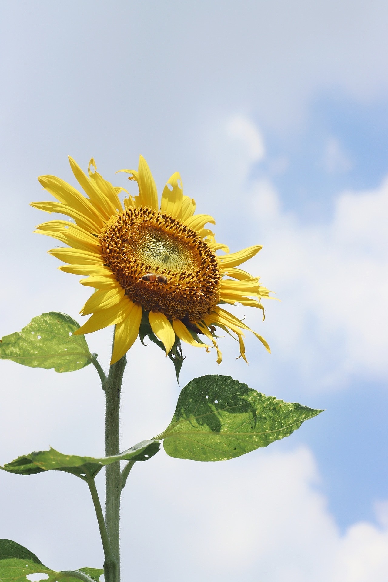 向日葵（图ZMjM4OTQ1MTc2） - 风光摄影 - 站酷设计师close的记录原创素材 - 站酷ZCOOL