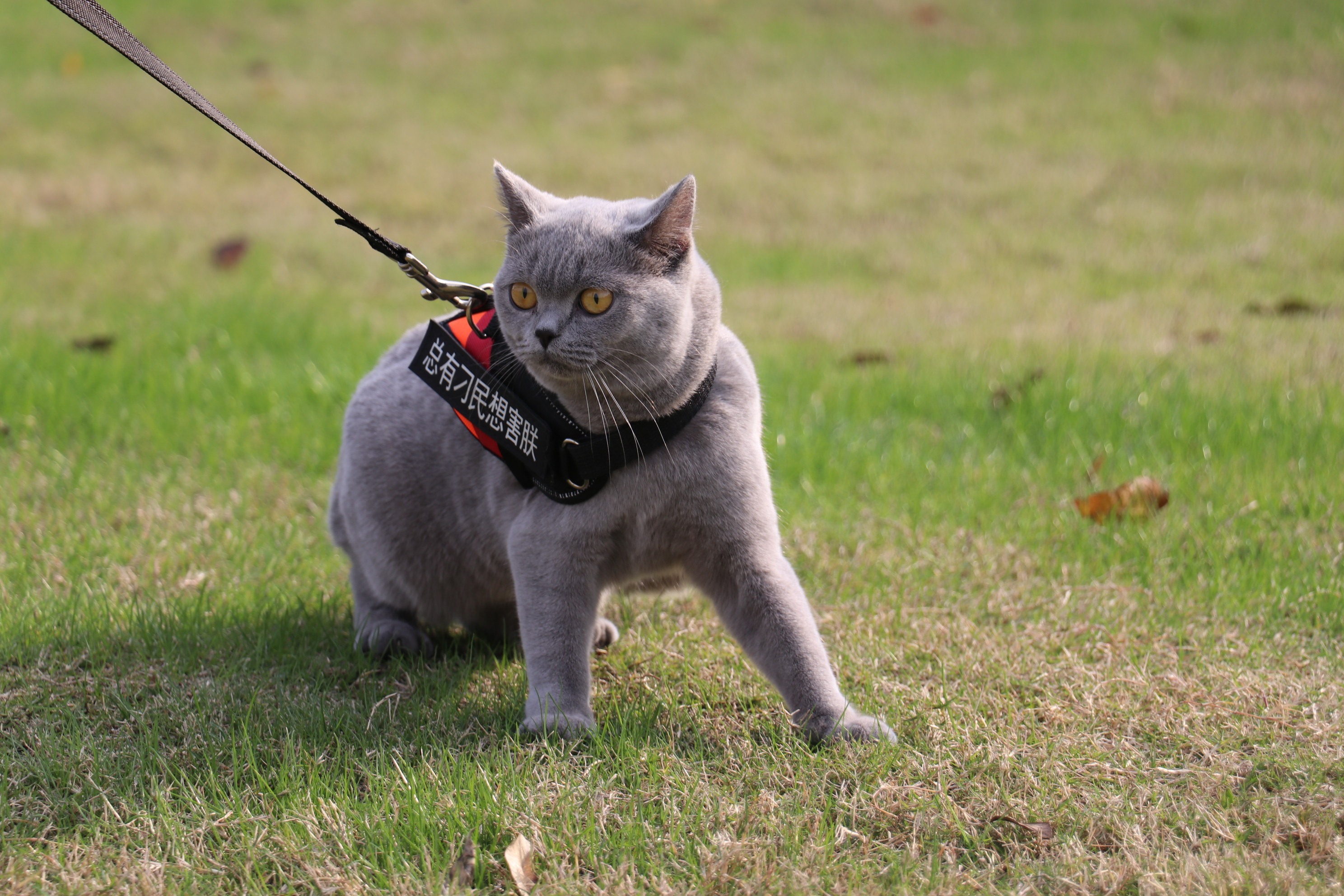 双血统 英短蓝猫 大体格 纯种猫照片