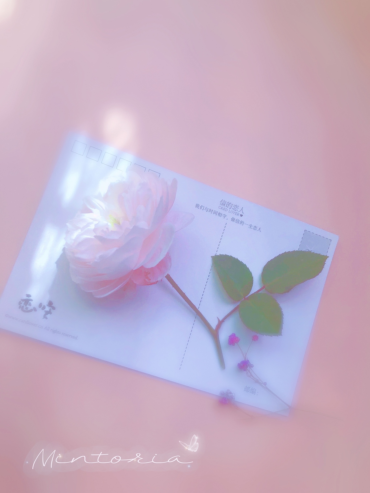 月季花-索菲罗莎（图ZMjc3ODkzOTgw） - 其他摄影 - 站酷设计师Mintoria原创素材 - 站酷ZCOOL