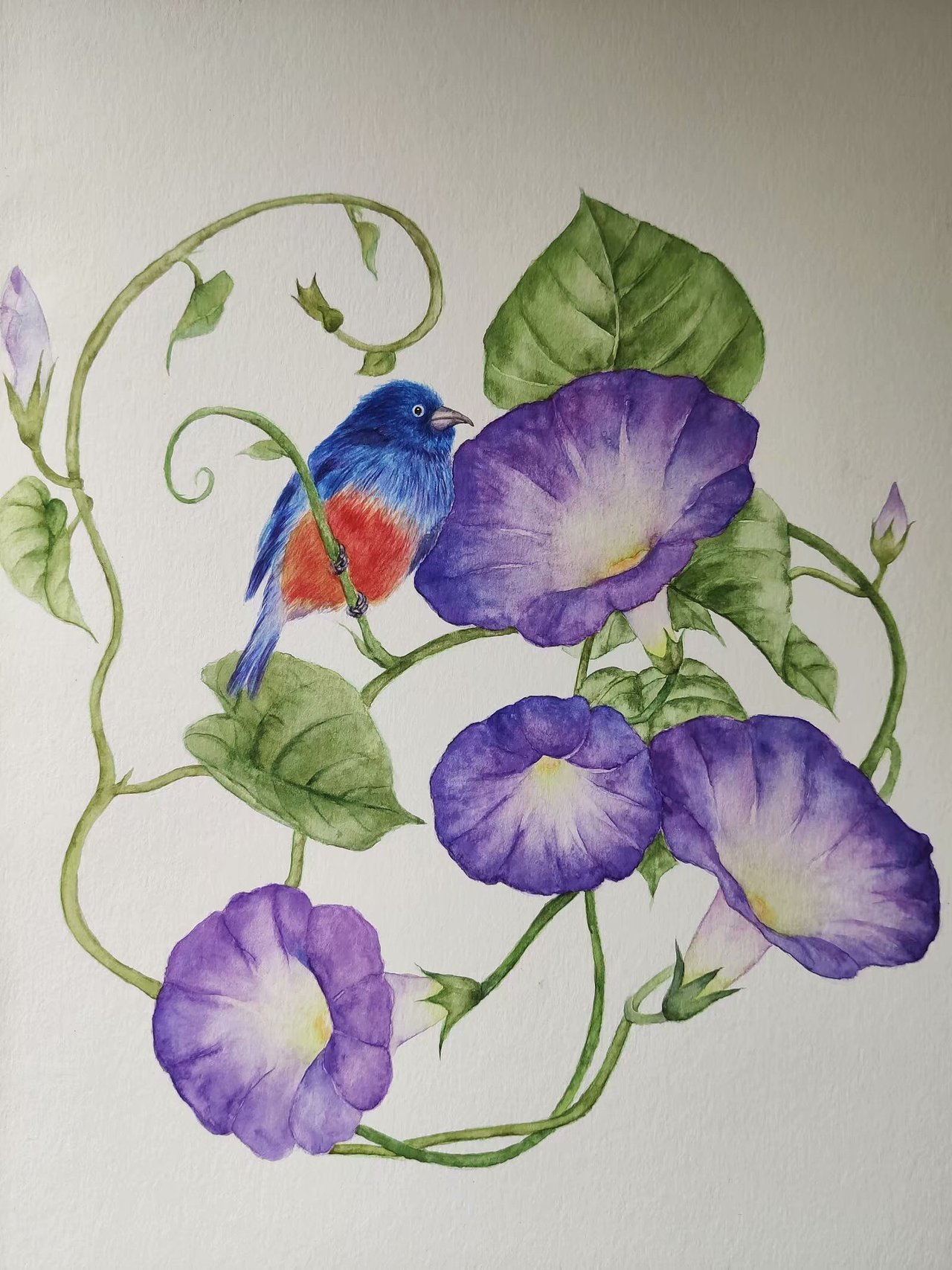 水彩花鸟-矮牵牛与玫瑰腹鹀