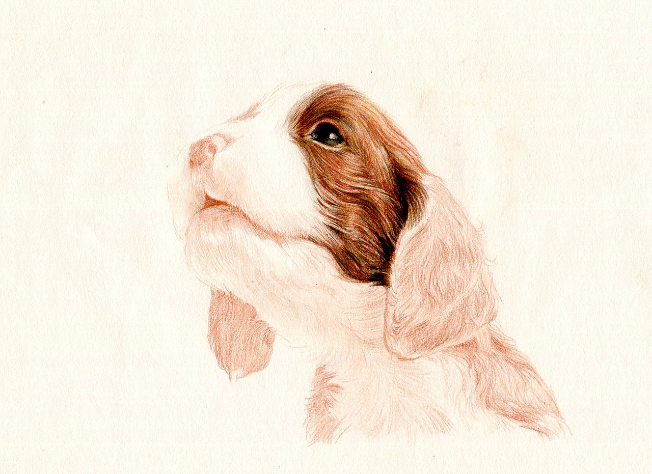 彩铅狗狗——英国史宾格犬（图ZMzUwNjg3MTI=） - 绘画 - 站酷设计师箐莜菲菲原创素材 - 站酷ZCOOL