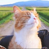 othmoo的头像