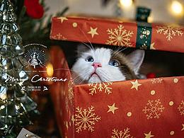 圣诞礼物猫