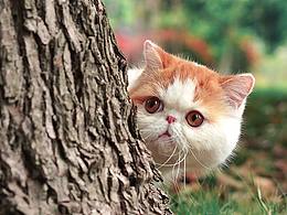 “森系”加菲貓