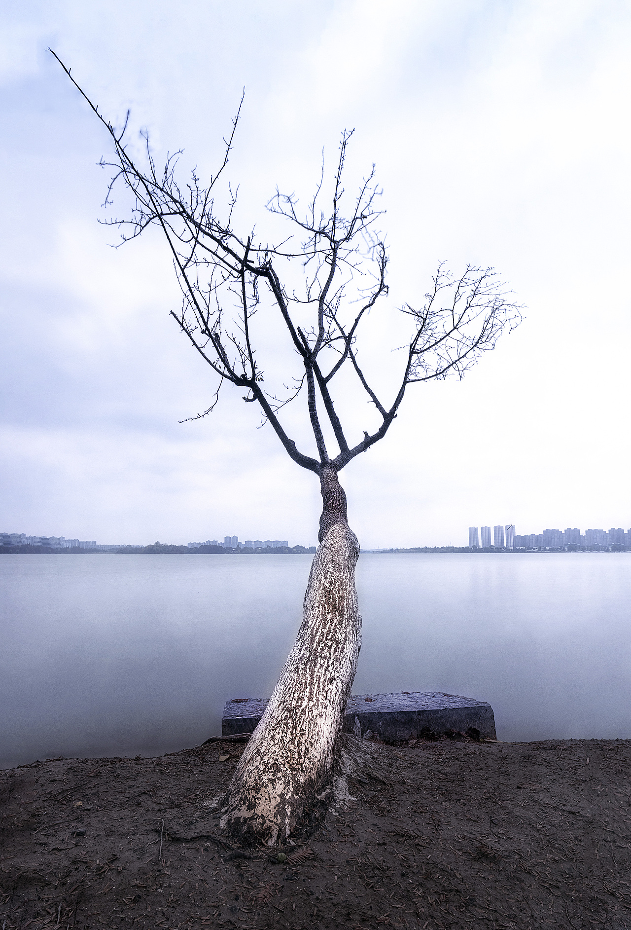 大龙湖畔的歪脖子树