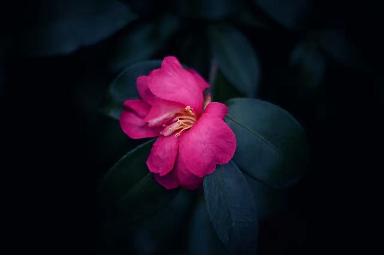 春日闲情·看花（图ZOTg0MzM5MjA=） - 产品摄影 - 站酷设计师南云121原创素材 - 站酷ZCOOL