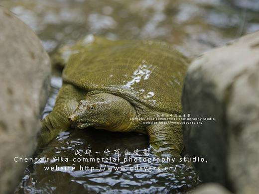 电商拍摄｜野生甲鱼拍｜海鲜产品