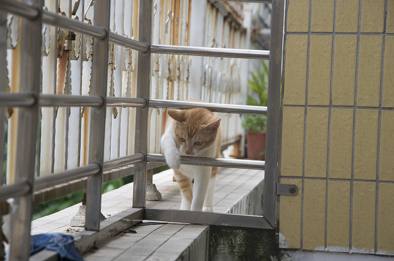 我家喵小奇。O(∩_∩)O哈哈~