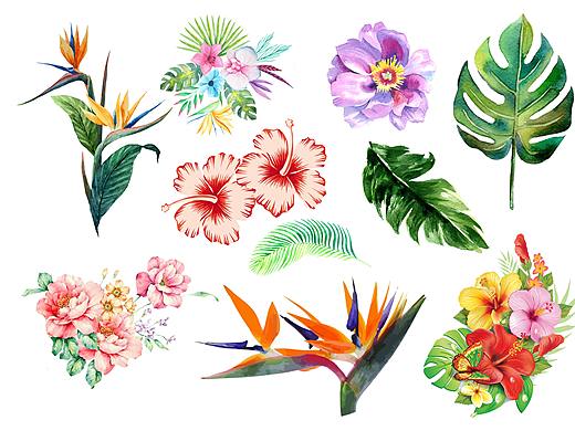 热带花卉 热带叶子 矢量素材