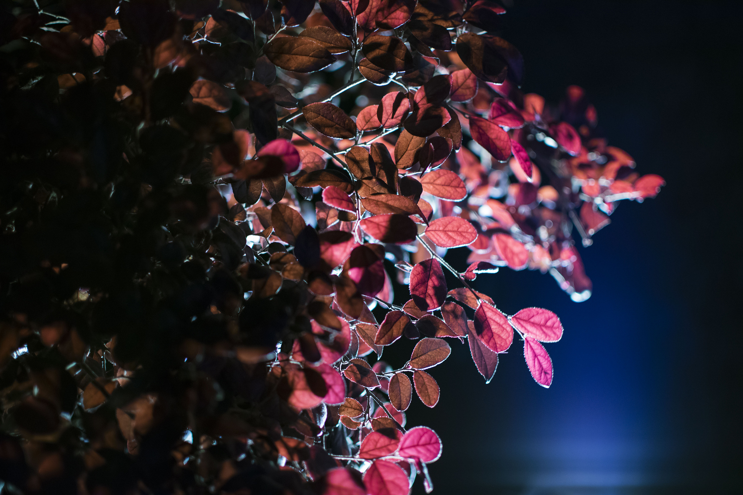 夜景 灯光 树叶 光斑