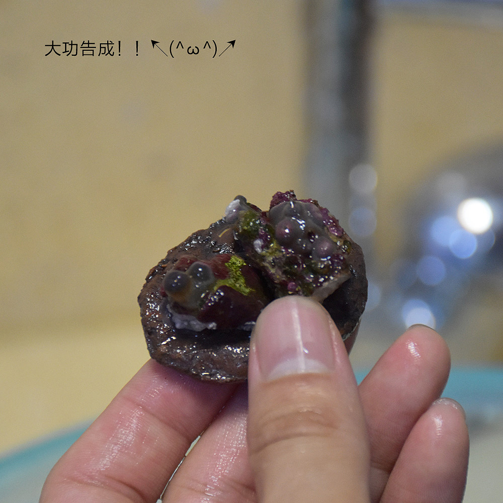 珊瑚是怎么生（fen）娃(ge)的（图ZNTE1NjU3MzY=） - 宠物摄影 - 站酷设计师盛夏回望原创素材 - 站酷ZCOOL