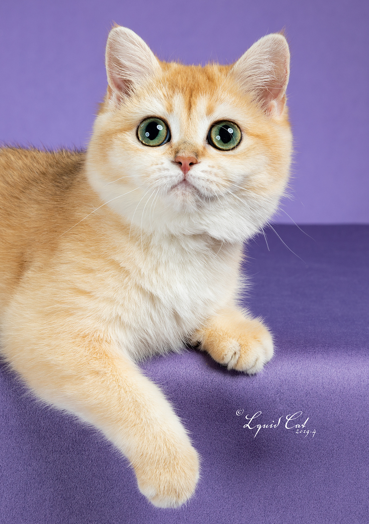 英国短毛猫金渐层