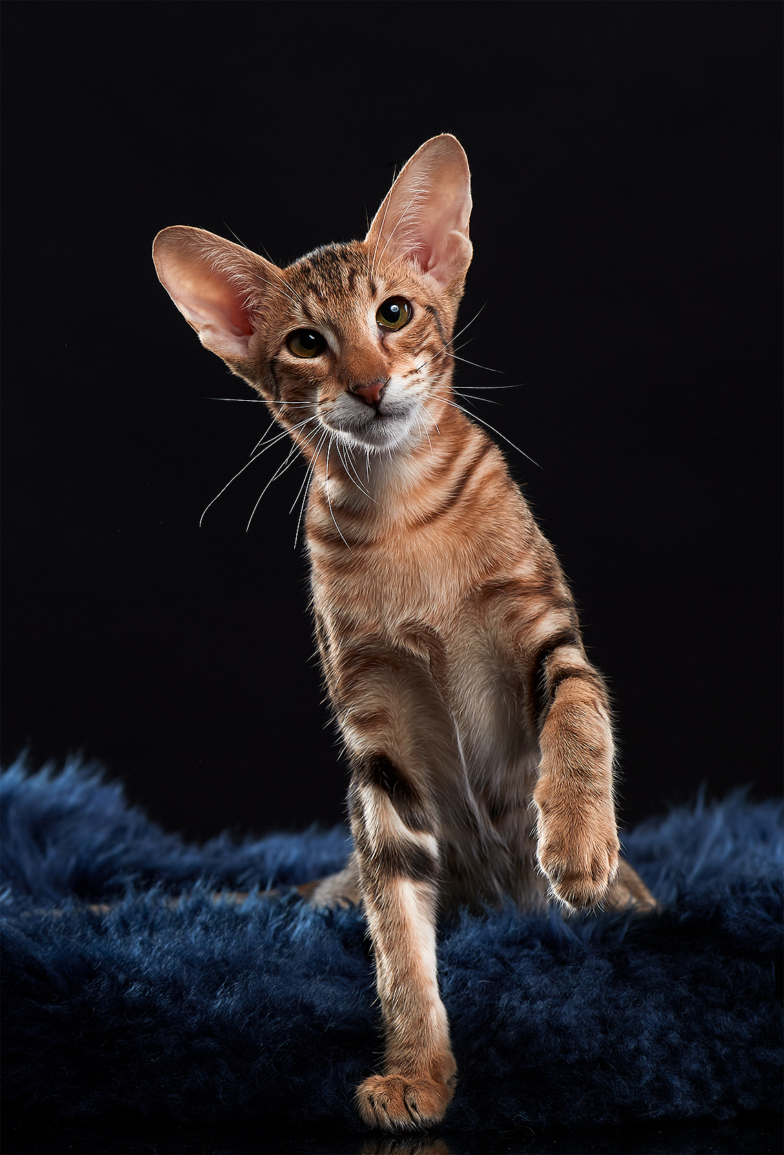 东方短毛猫天津影棚拍攝九月