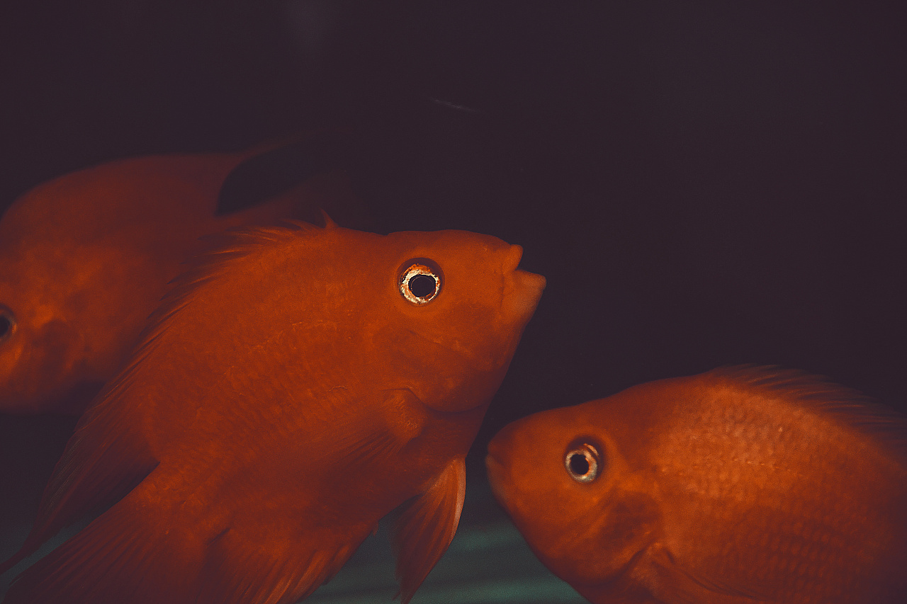 哇 是紫琪的金鱼嘴耶