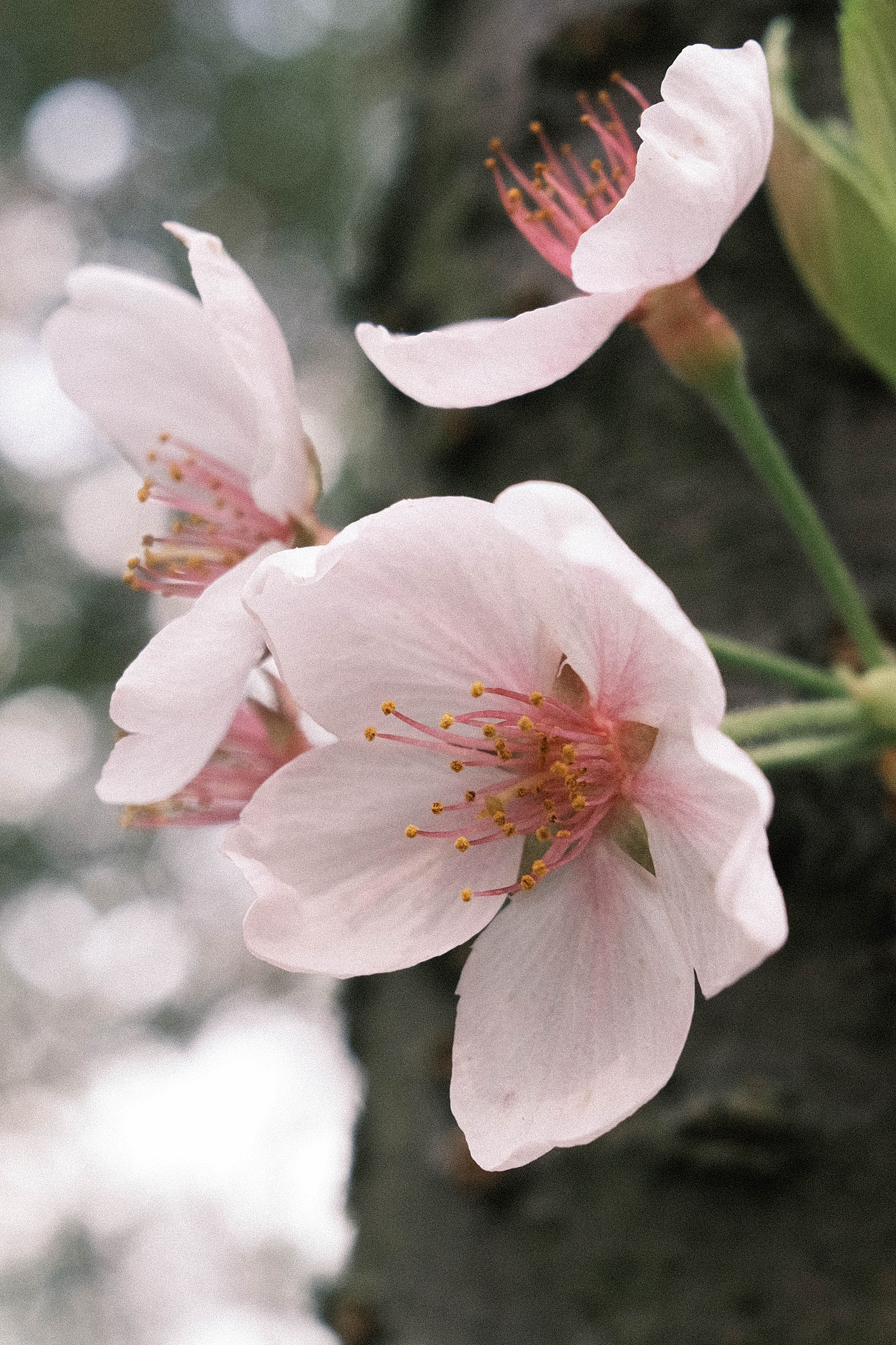 关于赏花这件事🌸（图ZMjkzOTk2Nzc2） - 风光摄影 - 站酷设计师会拍照的葡萄原创素材 - 站酷ZCOOL