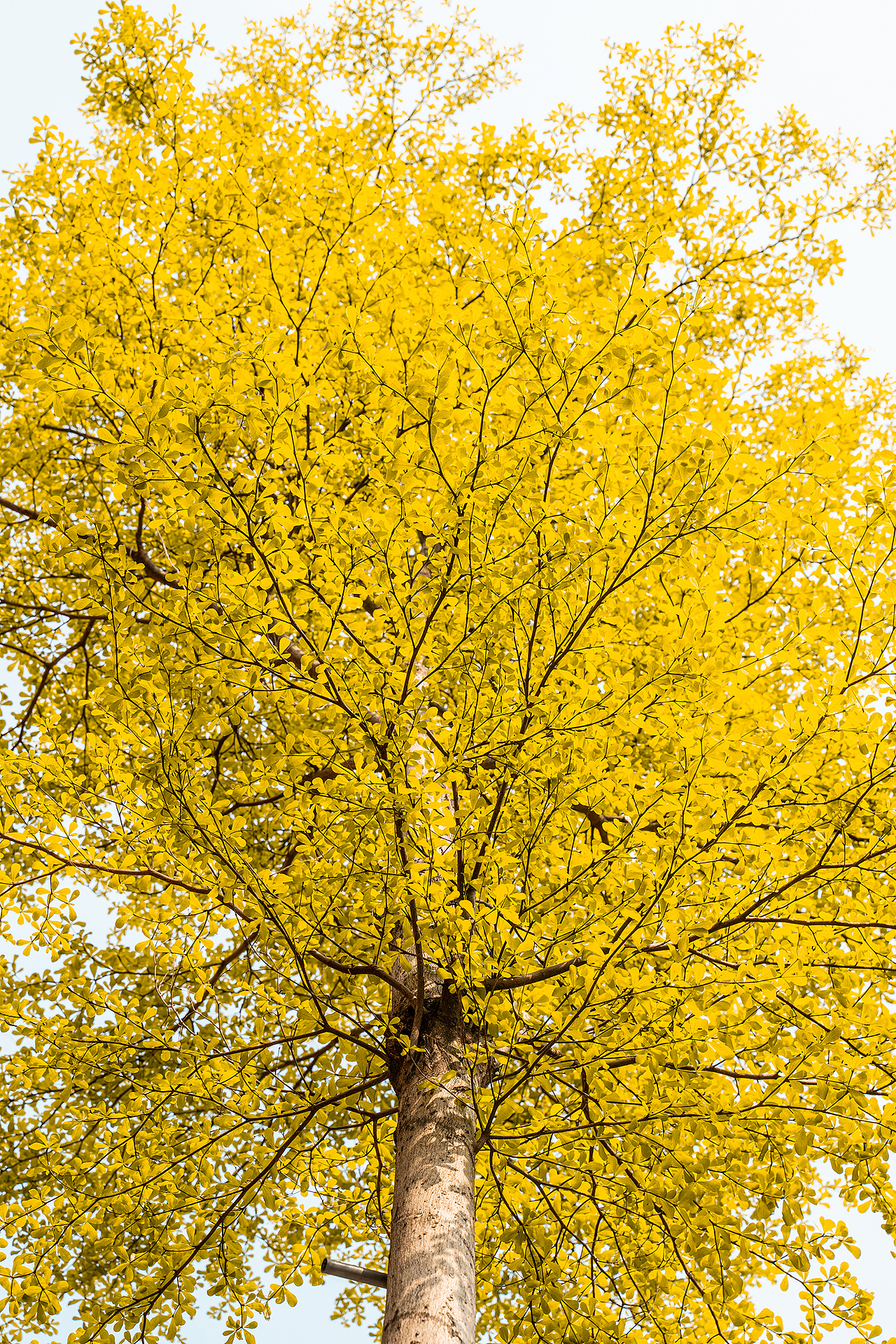 发现春天 鹏城深圳 2022