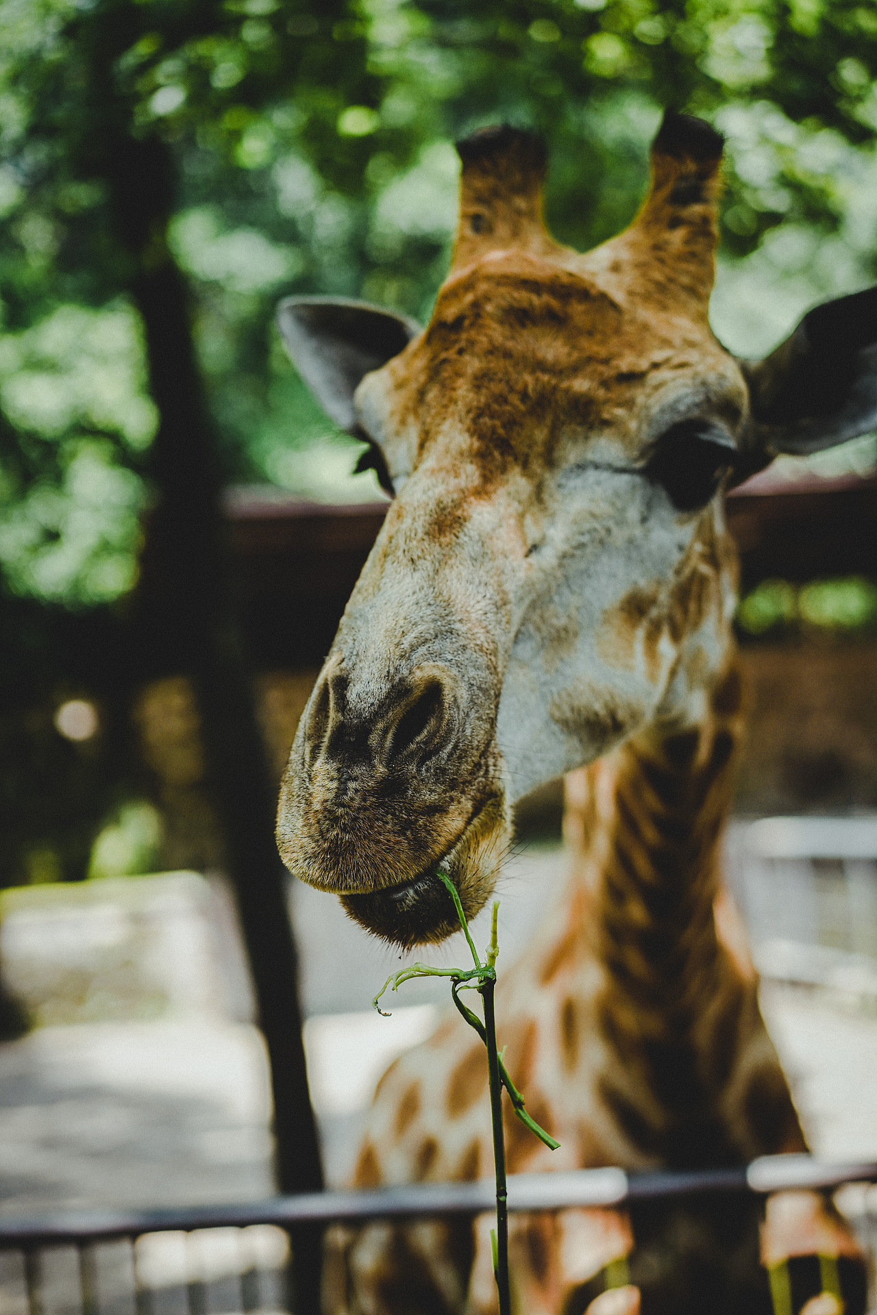 动物园的长颈鹿