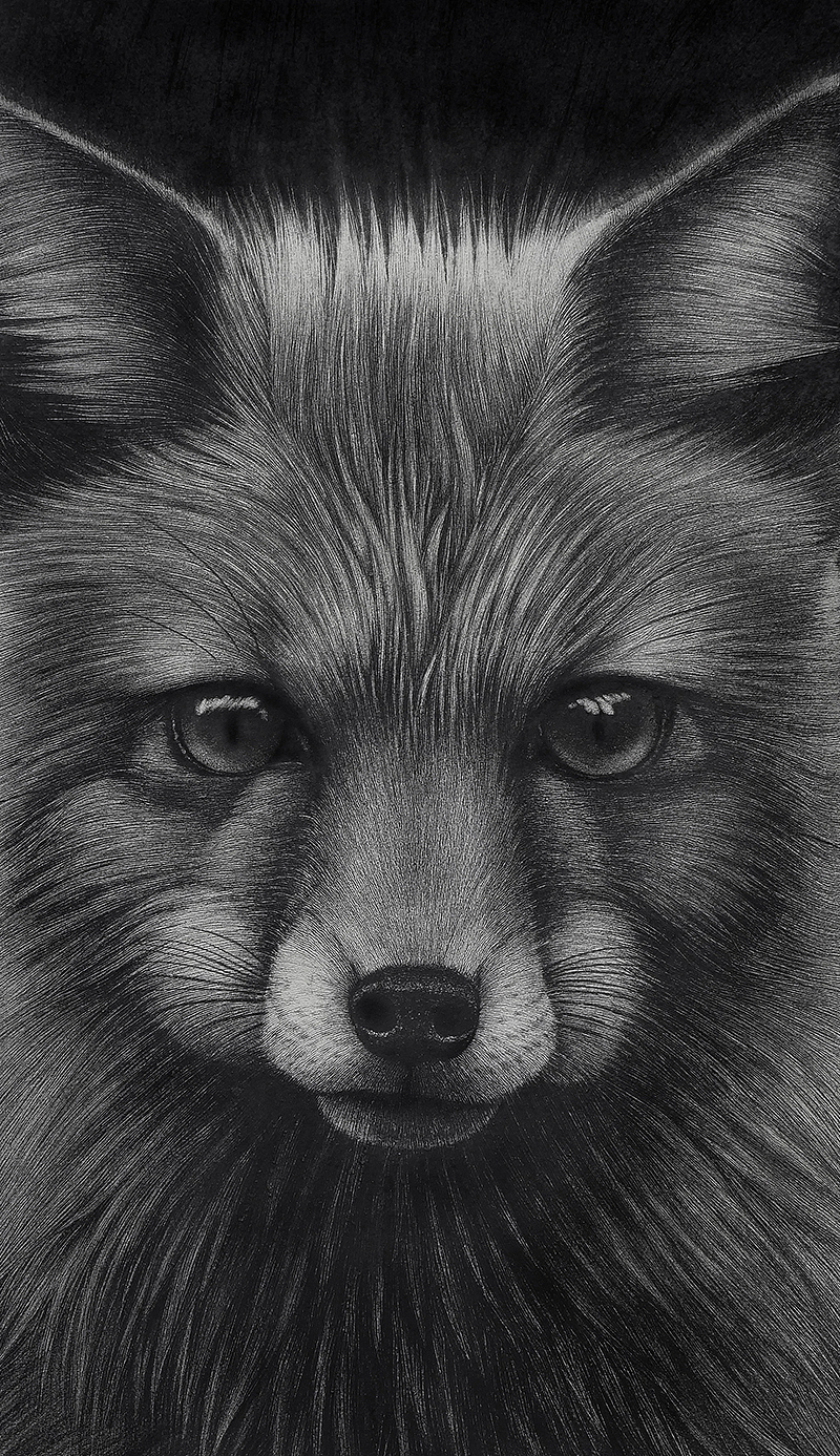 小坏狐狸的故事（图ZMTg5NTM4NjI4） - 绘画 - 站酷设计师finciel2014原创素材 - 站酷ZCOOL