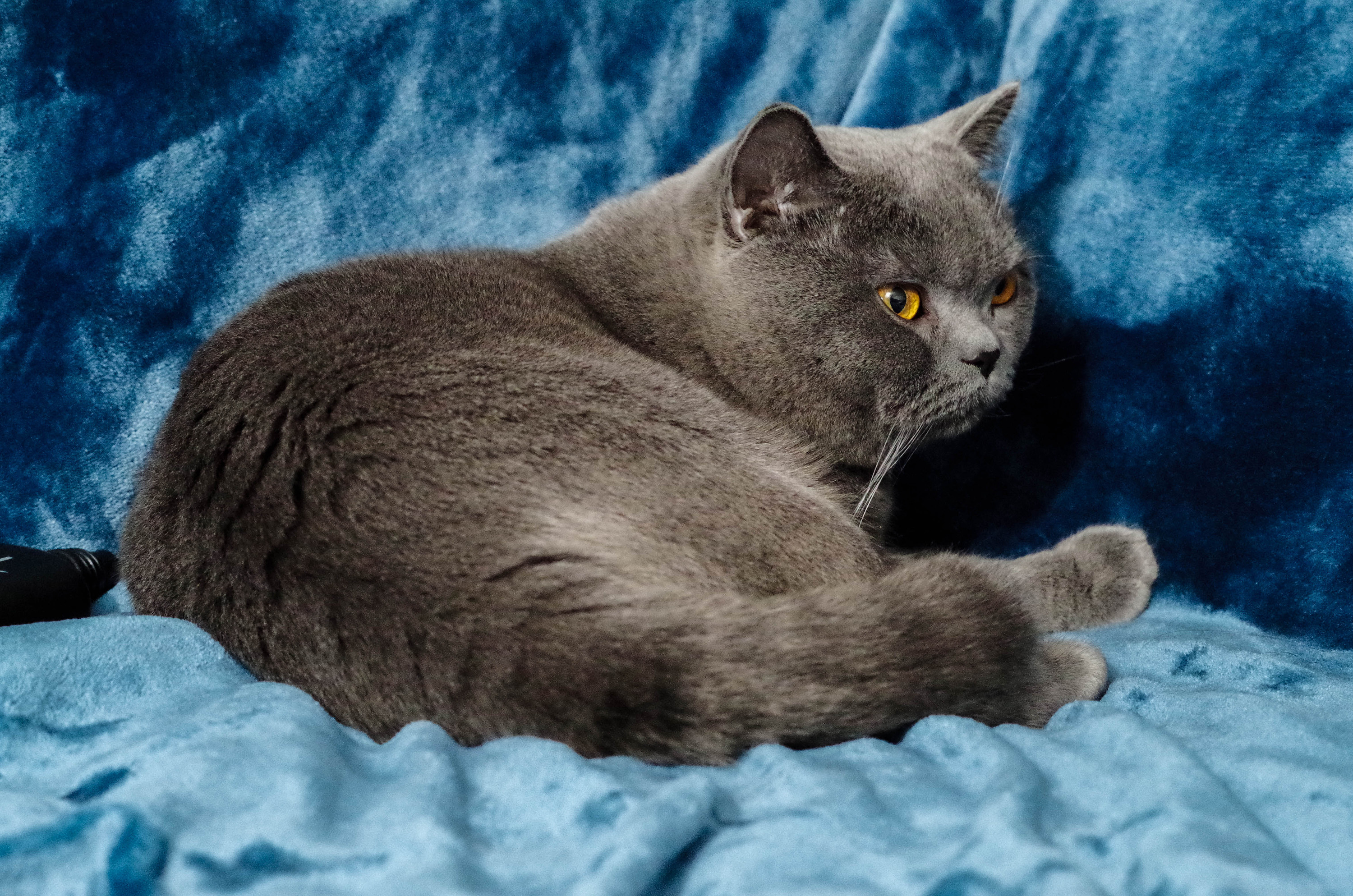 一只叫豹子的大头英短公公|摄影|动物|天凉autumn - 原创作品 - 站酷