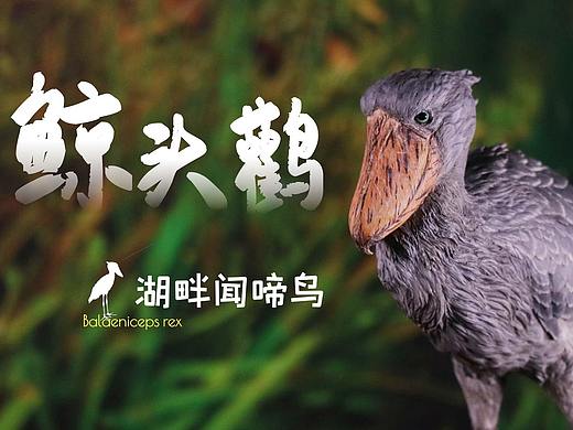 【雕像】湖畔闻啼鸟—鲸头鹳